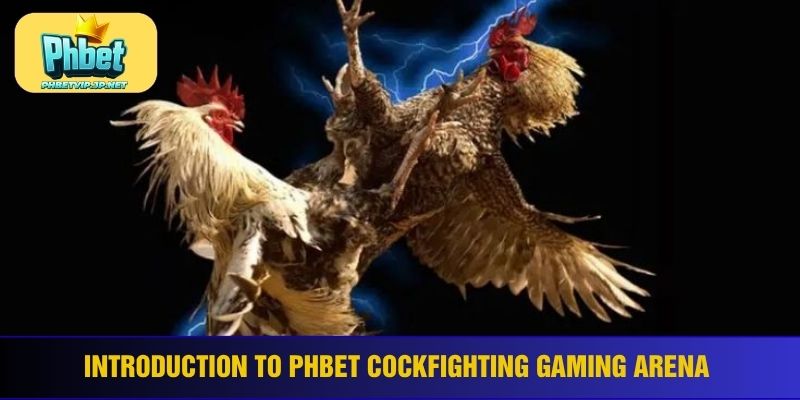 Introduction to Phbet cockfighting gaming arena