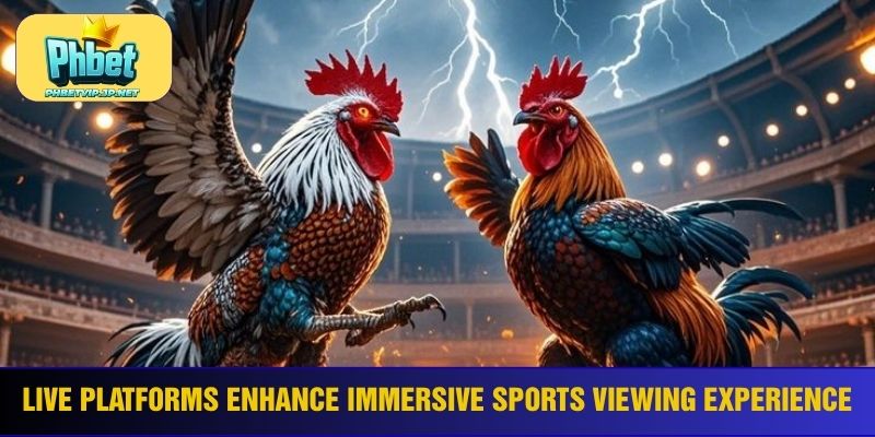 Live platforms enhance immersive sports viewing experience