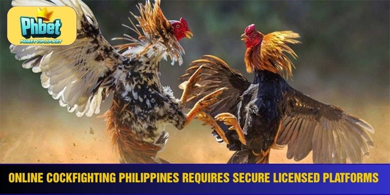 Online cockfighting Philippines requires secure licensed platforms